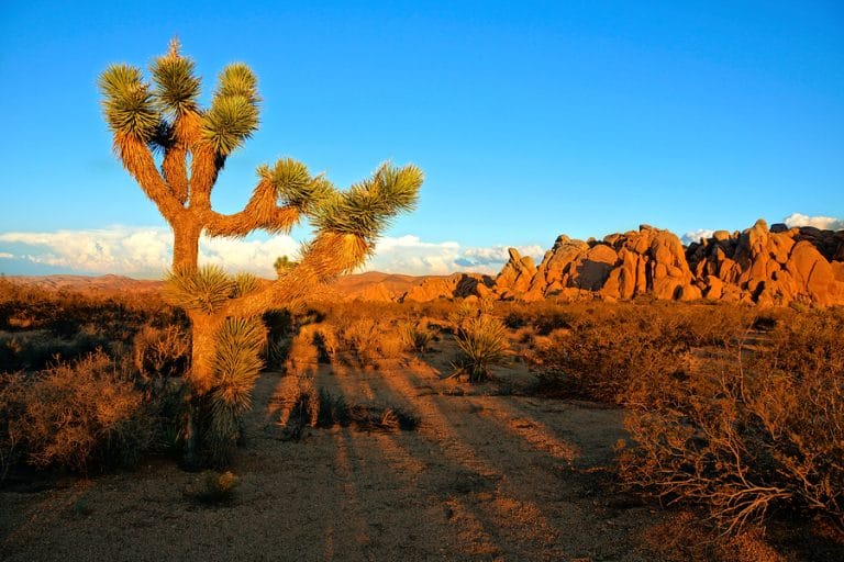 The Best One Day Guide To Joshua Tree National Park Near Palm Springs