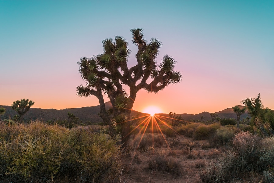 10 things you Must See at Joshua Tree National Park Near our Palm Springs Hotel