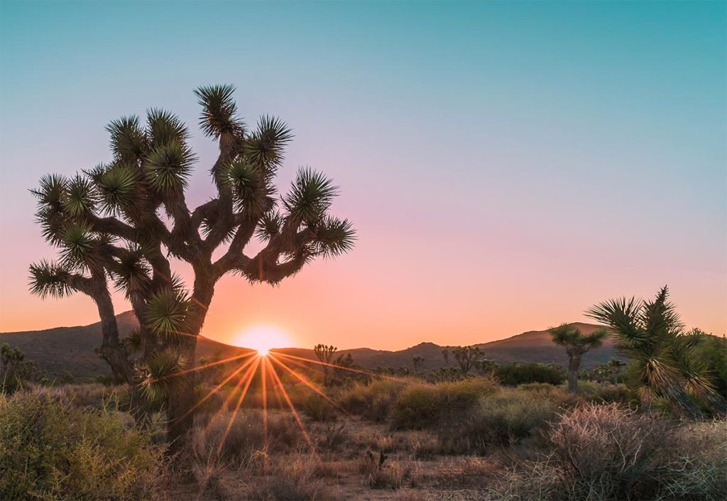 Take the Trip from Palm Springs to Joshua Tree This Fall