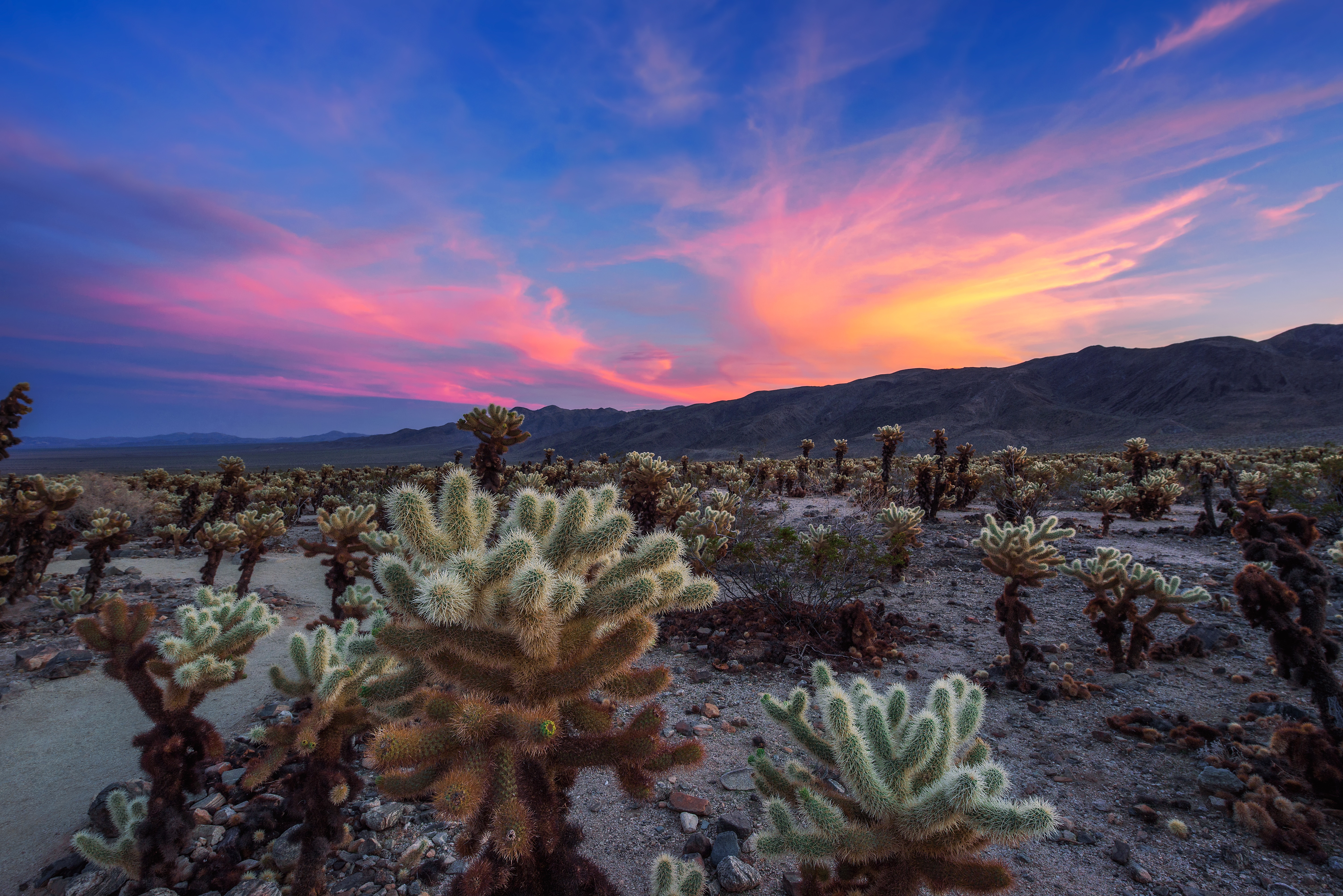 Take the Trip from Palm Springs to Joshua Tree This Fall