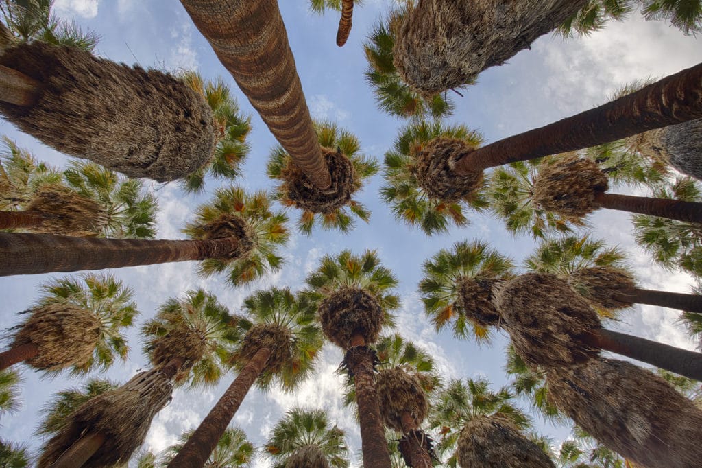 California fan palms are a big feature at Indian Canyons in Palm Springs.